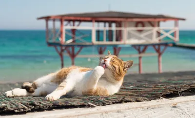 Скачать бесплатно фото кошки на пляже