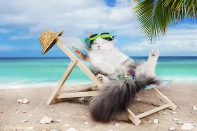 Кошка на пляже: фото и изображения