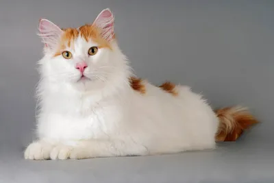 Фото кошки турецкой ван: Выберите изображение для ванной