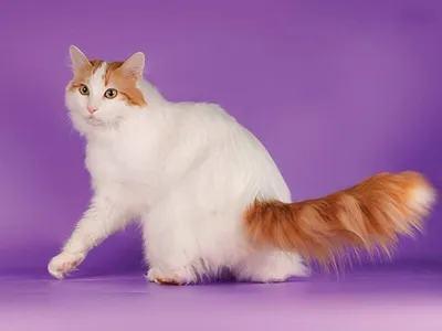 Кошка турецкий ван: Фото в различных размерах
