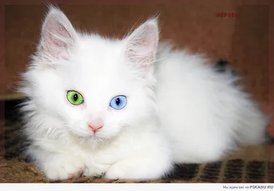 Фото кошки турецкой ван: Скачать изображения в формате JPG