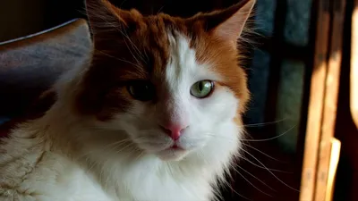 Фото кошки турецкой ван: Картинки в формате WebP