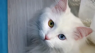 Кошка турецкий ван: Фото в хорошем качестве