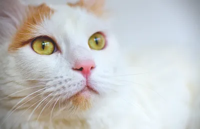 Кошка турецкий ван: HD фото для вашей ванной комнаты