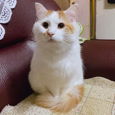 HD фото кошки турецкой ван: выберите размер