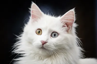 Кошка турецкий ван: Фото в различных разрешениях