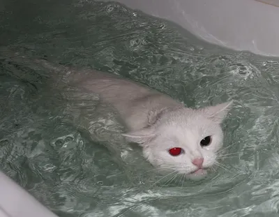 Загадочная красота кошки турецкого вана в ванной комнате