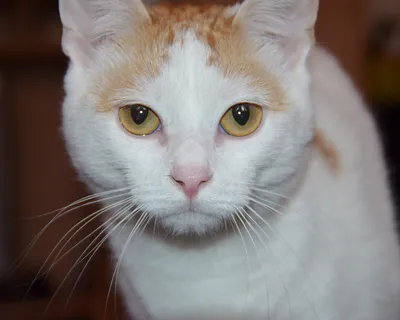 Вдохновение от кошки турецкого вана в ванной комнате
