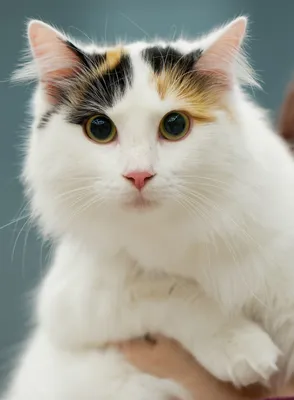 Кошка турецкий ван: Фотографии в формате PNG