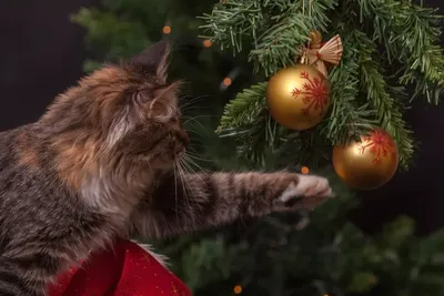 36. Сказочные елки: Кошки в фотосессиях у новогодних деревьев