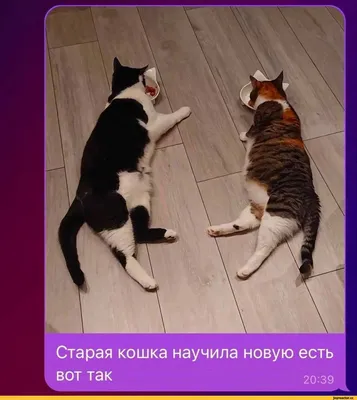 Фото, которые вызывают смех и восхищение