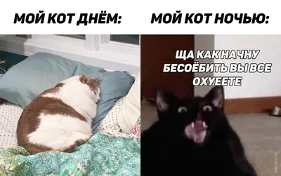 Фотографии смешных котят, которые прикольные и привлекательные на всегда