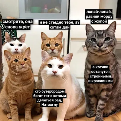 Кошки, которые смешные и невероятно милые на фото для создания настроения