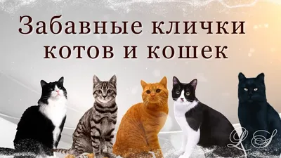 Кошки, которые смешные и прикольные на фото для улыбок и радости каждого дня