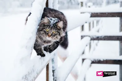 Кошки на снегу  фото