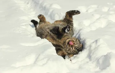 Зимние забавы: кошки на снегу в HD качестве, скачивай бесплатно