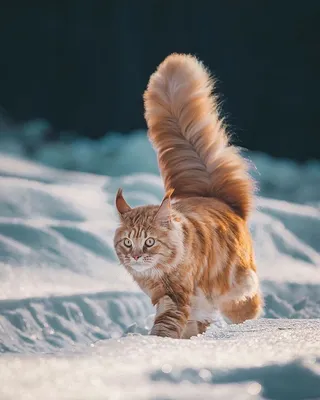 Волшебство зимнего уюта: снег и кошачьи обои