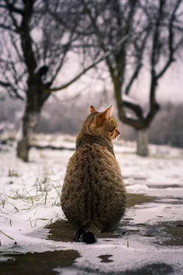 Зимний котенок: фотография кошки в снегу, полная нежности