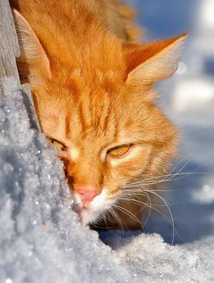 Снежные приключения кошачьей души: веселье на фото