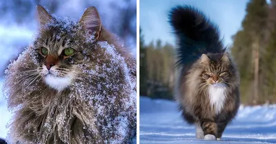 Зимние рабочие обои: кошки и снег