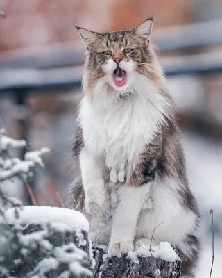 Коты и снег: лучшие моменты в фотографиях и обоях.