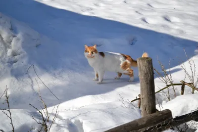 Котики в снегу: фото на рабочий стол в Full HD качестве.