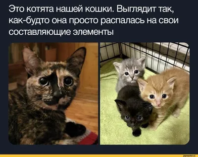 Кошки, которые способны вызвать улыбку на фото