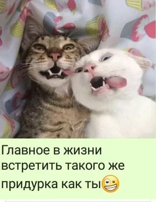 Фотографии забавных кошек, которые добавят позитива в вашу жизнь