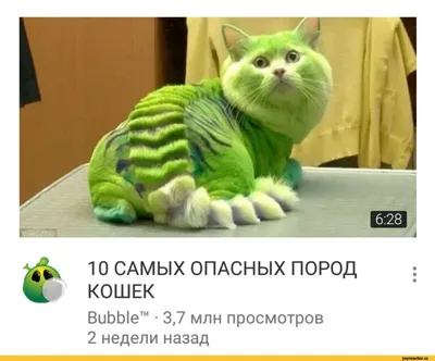 Кошки, которые умеют развлечь на фото