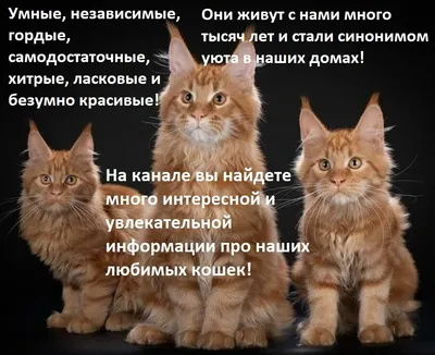 Фото смешных котят, готовых к скачиванию