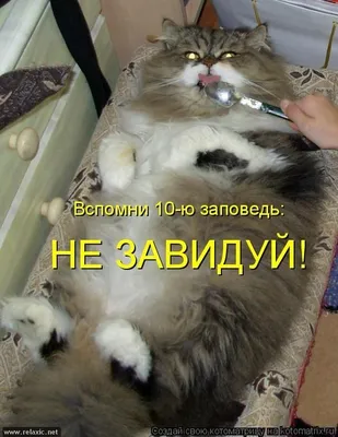 Милые котята на высоком разрешении (PNG, WebP)