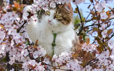 Кошки весной: качественные фотографии для скачивания