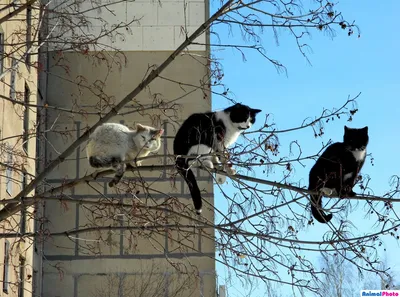 Кошки весной: красивые картинки кошек весной