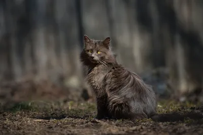 Кошки весной: взгляды, полные тепла и нежности