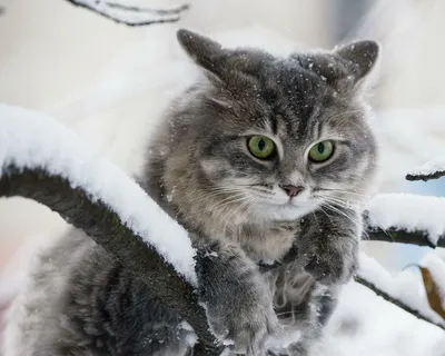 Зимние уютные кошки: выберите размер и формат фото для скачивания