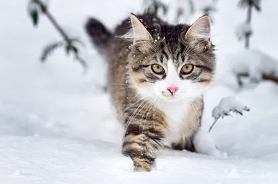 Кошки под снегопадом: скачивайте зимние снимки в JPG, PNG, WebP