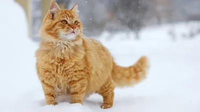 Фотографии зимних кошек: разнообразные размеры и форматы