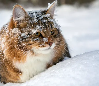 Изображения кошек зимой: скачивание фотографий в разных форматах