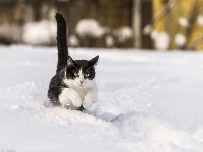 Уютные кошачьи моменты зимой: выберите размер для скачивания