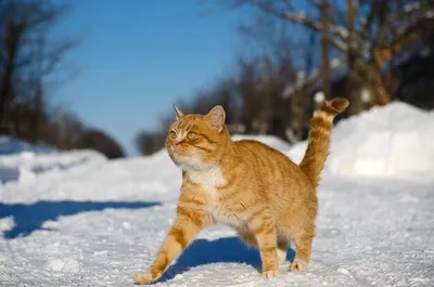 Фотографии кошек под снегом: JPG, PNG, WebP на выбор