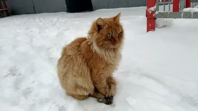 Зимние забавы с кошками: скачивание в разных форматах