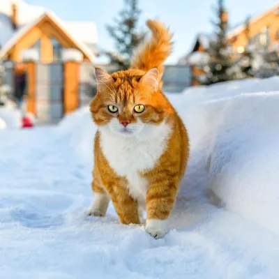 Фотографии зимних кошек: разные размеры и форматы для вашего выбора