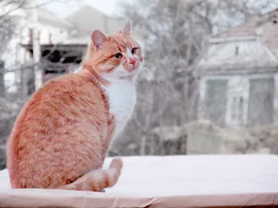 Зимние кошачьи впечатления: выбирайте размер фотографии