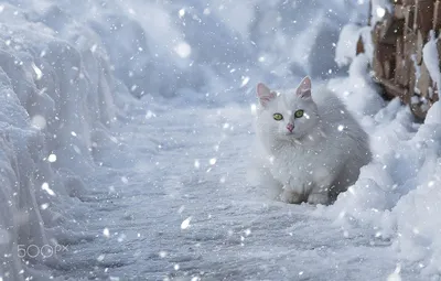 Кошки в зимних красках: скачивание фото в JPG, PNG, WebP