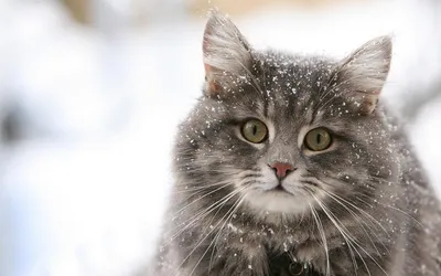 Зимние моменты с кошками: выбирайте формат изображения