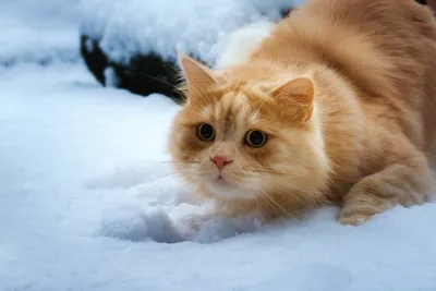 Кошки под снеговиком: JPG, PNG, WebP для вашего выбора