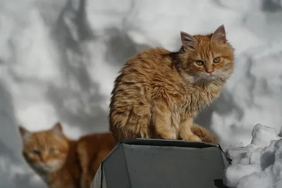 Уютные кошки в зимнем пейзаже: скачивание в JPG, PNG, WebP