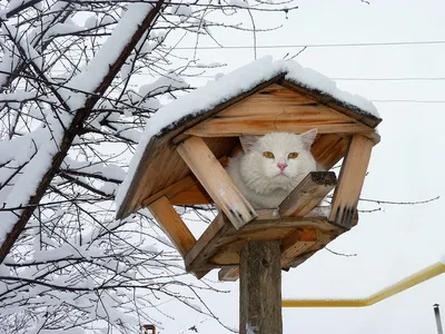 Фото кошек зимой: различные форматы и размеры доступны
