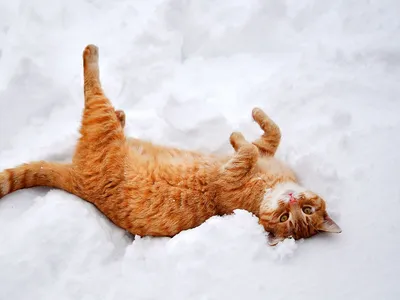 Зимние кошачьи мгновения: выбирайте формат для загрузки