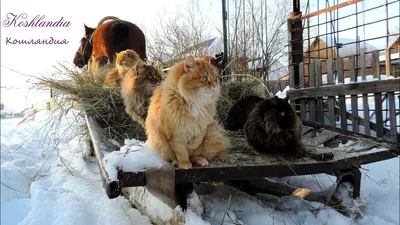 Зимние путеводные кошки: скачивайте фото в JPG, PNG, WebP